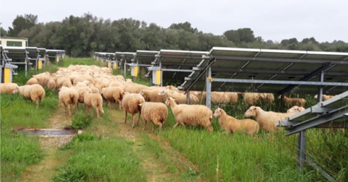plantas fotovoltaicas extremadura ganadería